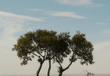 Pexels cafer sevi nc 2150308909 34410639